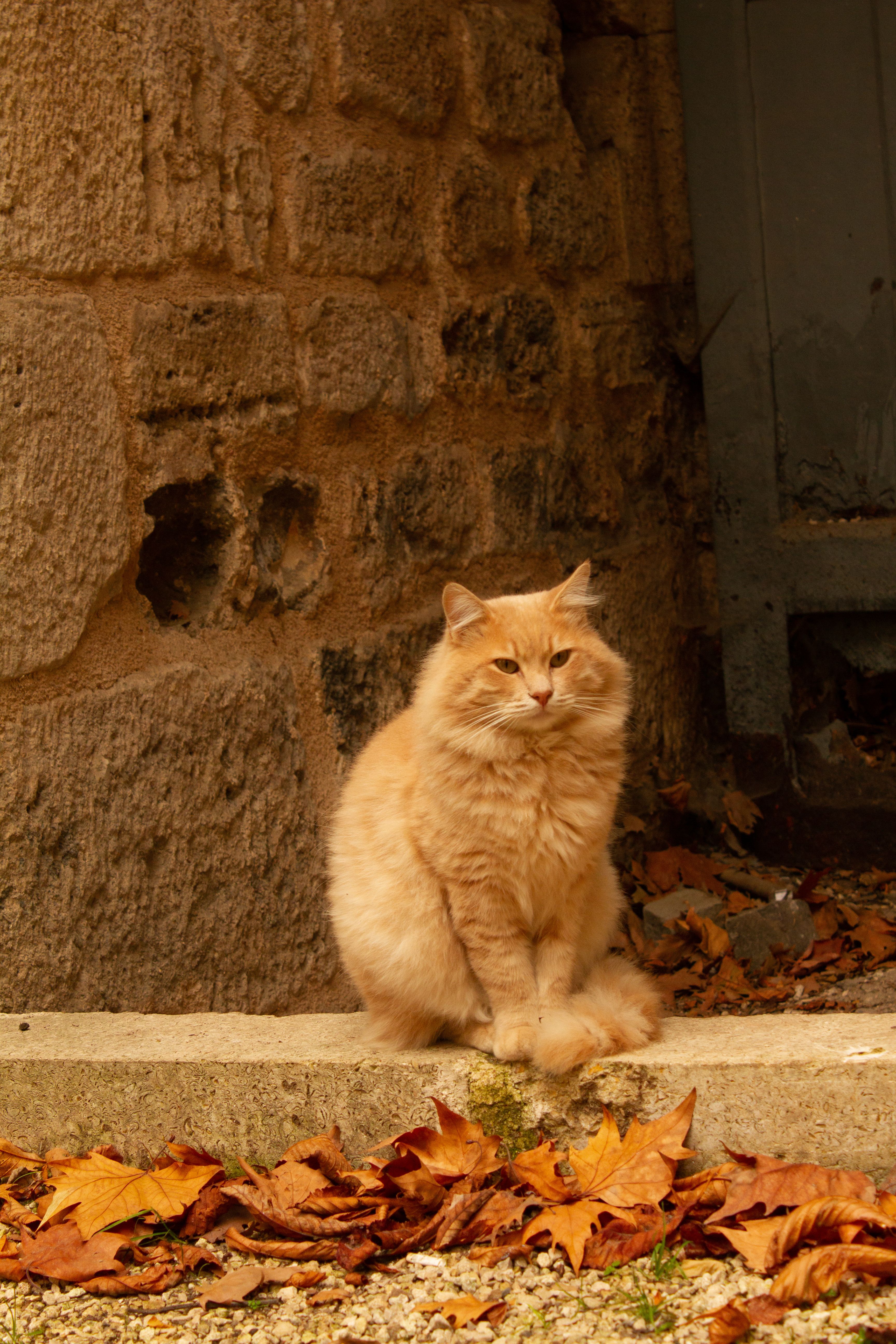 Orange Tabby Cat Sitting on the Street · Free Stock Photo