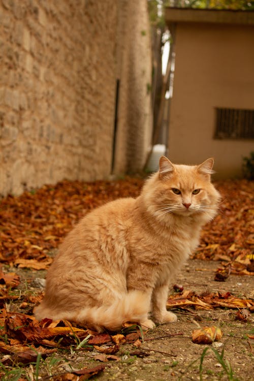 Foto profissional grátis de animal, animal de estimação, bonitinho