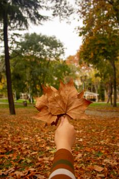 Close-up of hand holding brown autumn leaves in a park during fall.