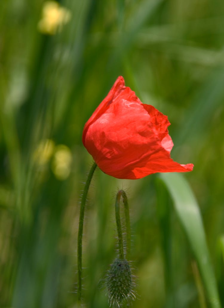 Close Up Of Flower