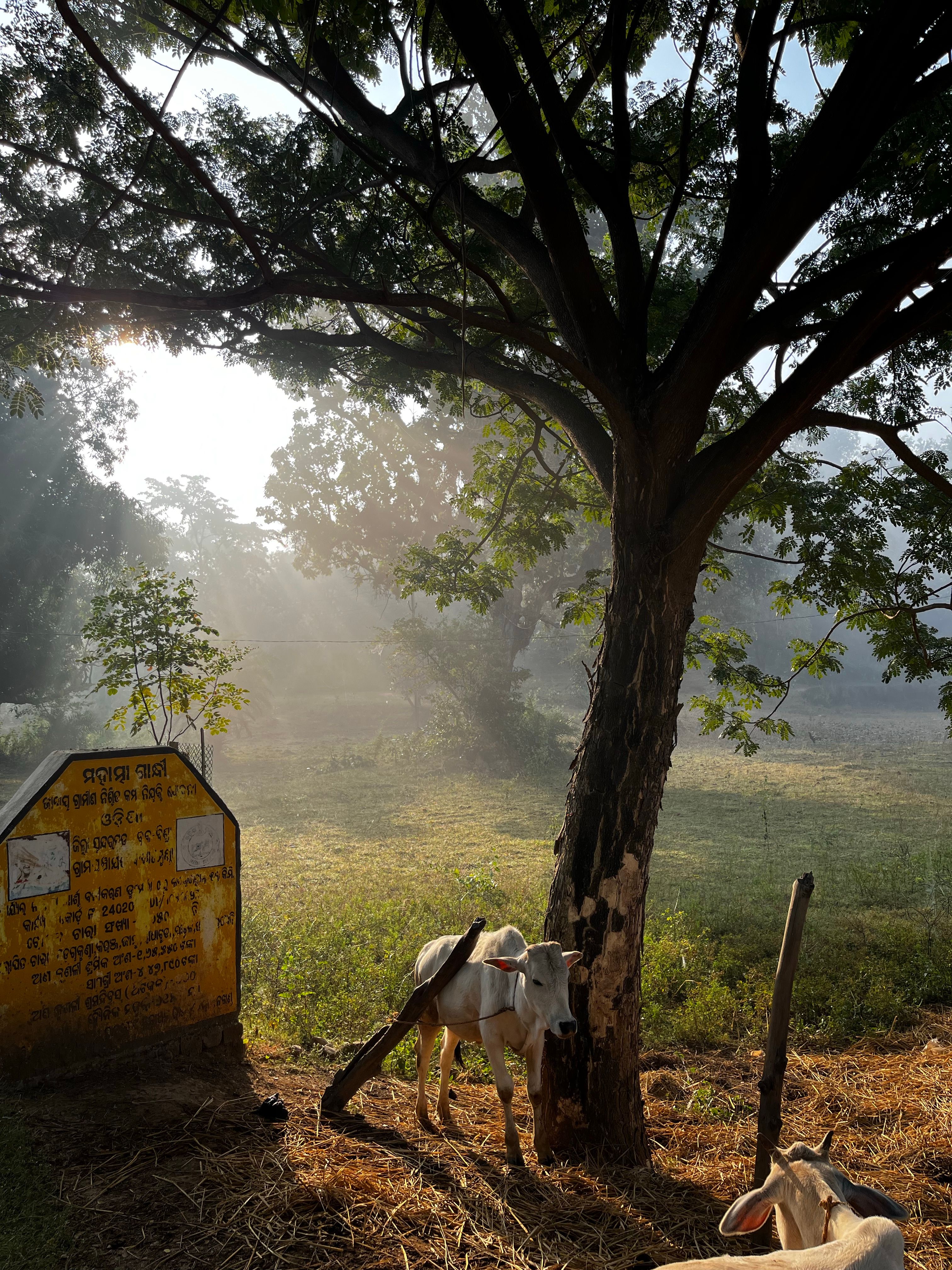 Peaceful countryside image with cows resting under a tree in sunlight.