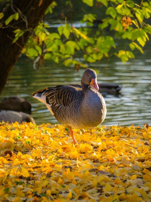 Goose on Yellow Leaves