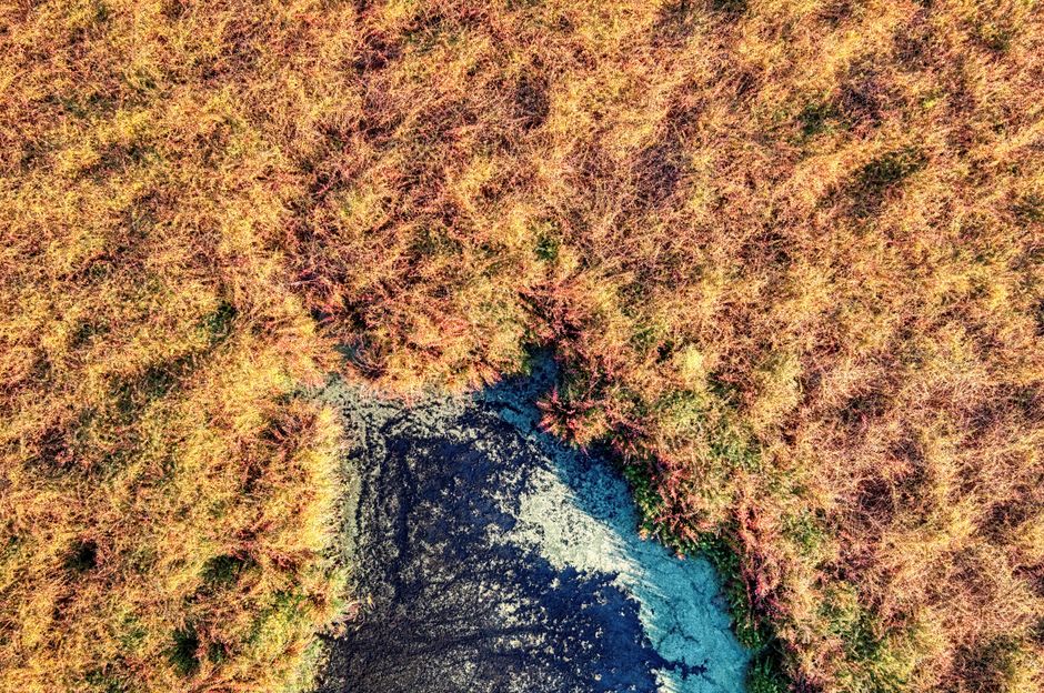Aerial perspective of golden brown marshland and pond, capturing natural beauty and texture.