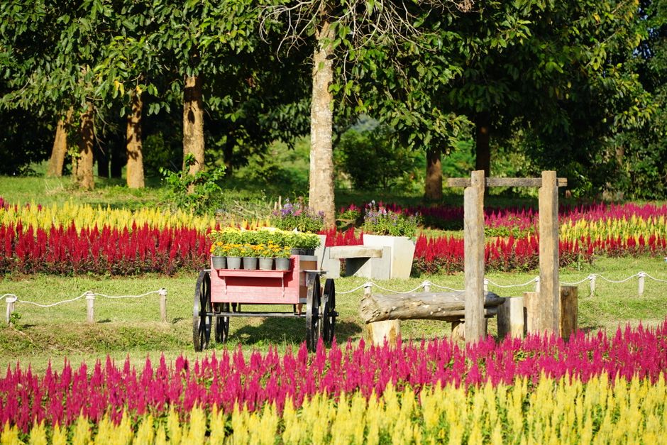 Spend Time at Singha Park things to do in chiang rai