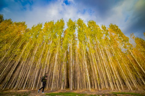 Woman Walking near the Tall Trees