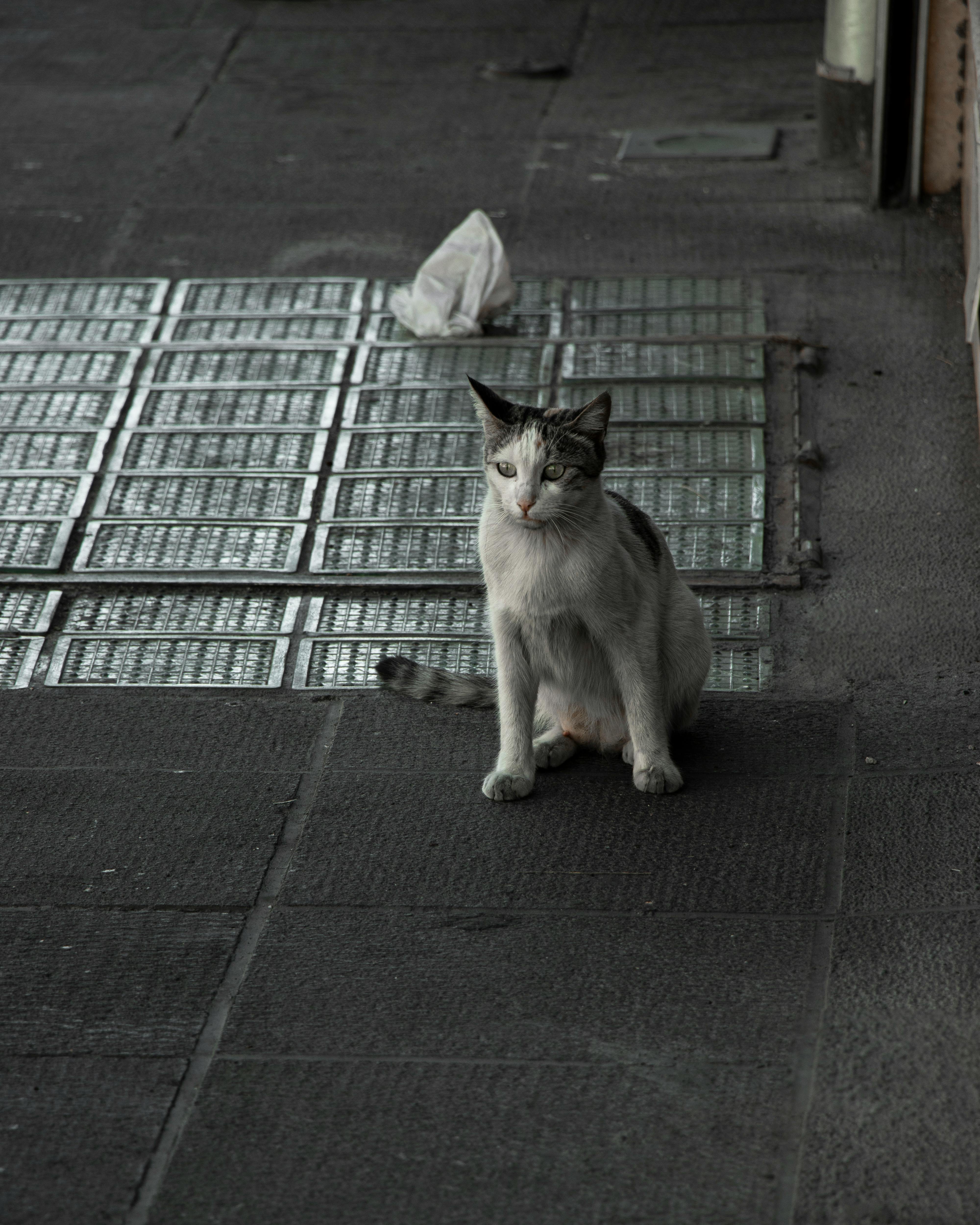 tirazh street photography w alireza sardar parsa hatami aylin nomani mahdi sadegh