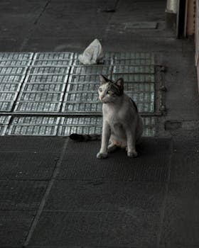 Image by Sed‌ "Creatives" Sardar