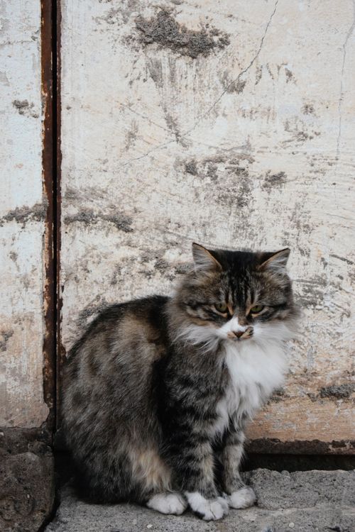 Free A Norwegian Forest cat sits against a rustic wall, showcasing its fluffy fur and calm demeanor. Stock Photo