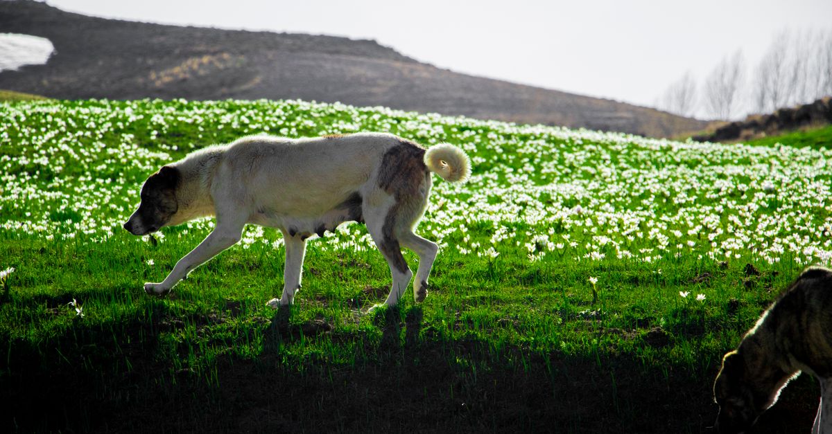 Chien Kangal : Caractère, Éducation et Santé
