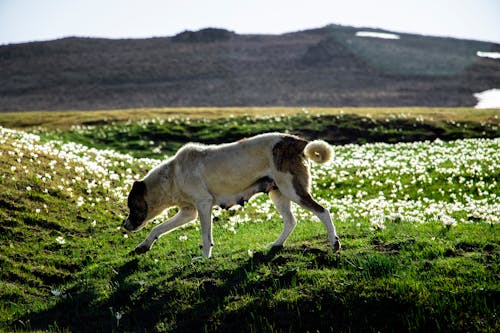 動物, 動物攝影, 犬 的 免費圖庫相片