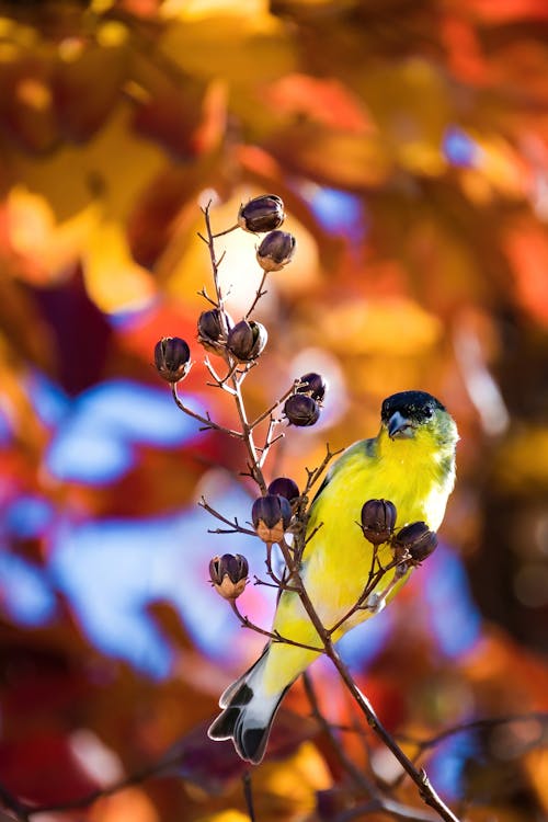 คลังภาพถ่ายฟรี ของ american goldfinch, การถ่ายภาพนก, กิ่งไม้