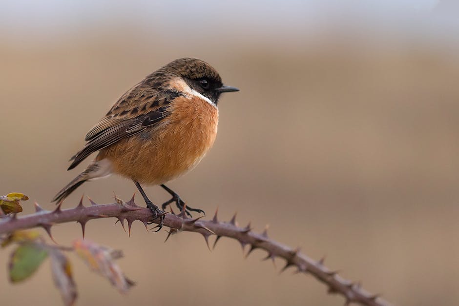 Macro Photography of Brown and White Bird on Spike Branch