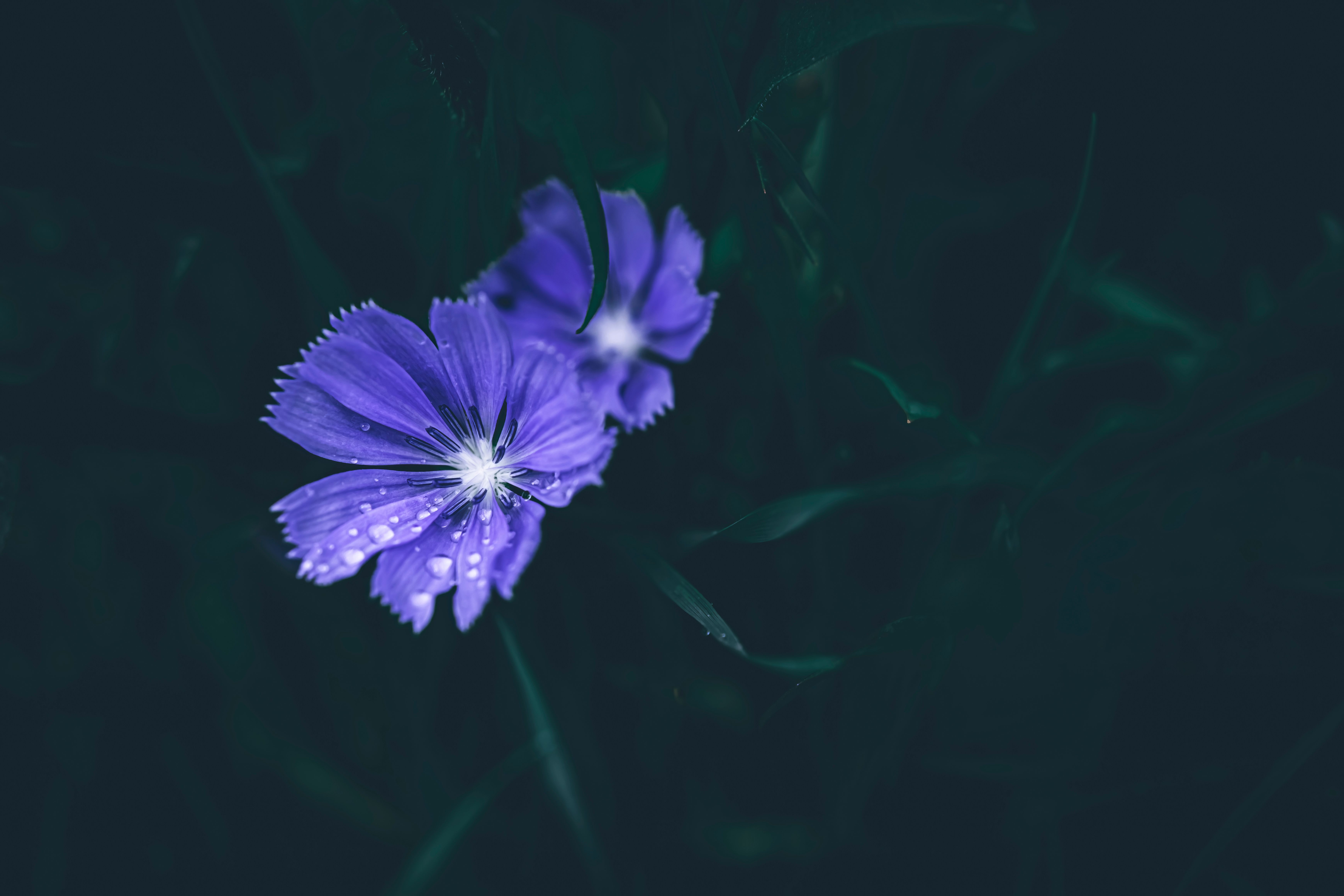 Close Up Photo of Purple Flowers · Free Stock Photo