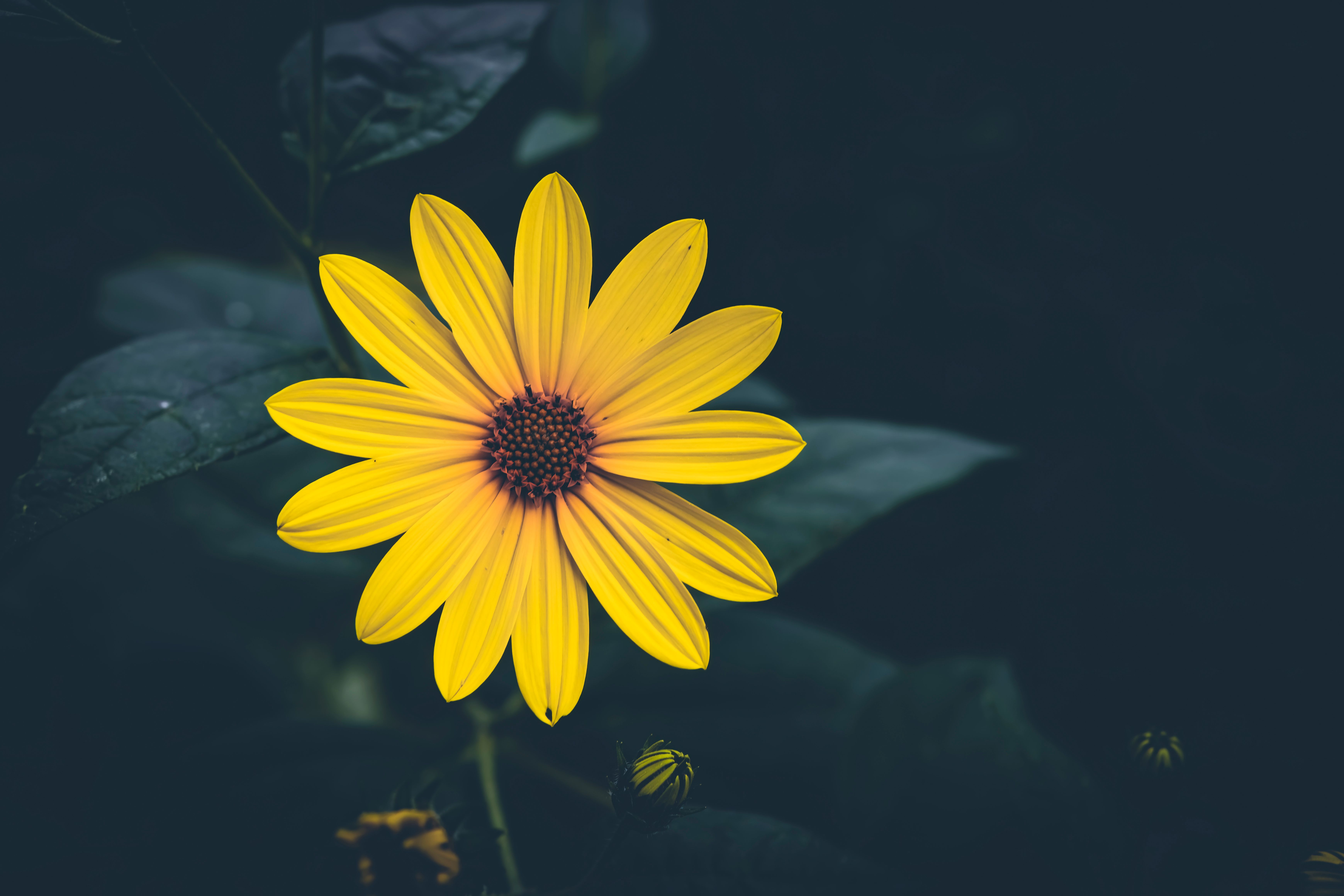 Yellow Flower in Close Up Photography · Free Stock Photo