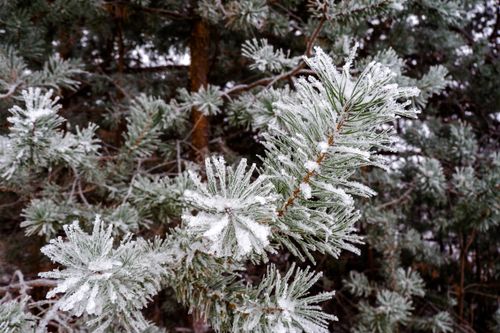 Free Close-up of frost-covered pine branches, capturing the essence of a winter wonderland. Stock Photo