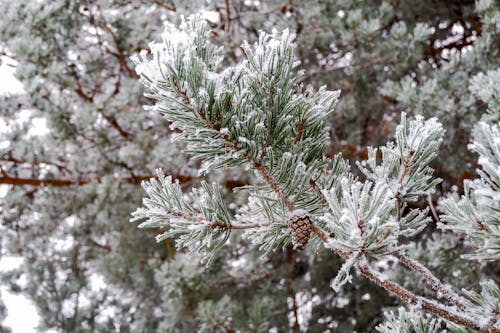 무료 감기, 겨울, 나무의 무료 스톡 사진