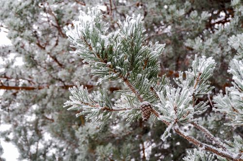 Free Close-up of a pine branch with frost and snow in a winter forest setting. Stock Photo