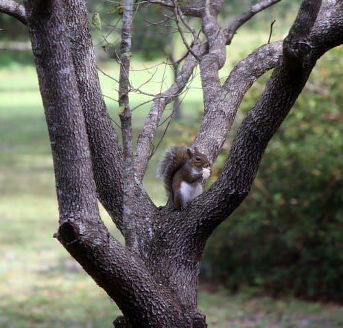 Squirrel on a Tree
