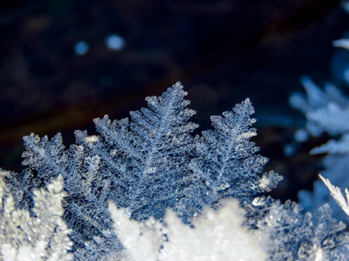 Foto stok gratis latar belakang kepingan salju, merapatkan, musim dingin