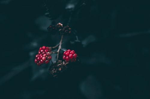 Free Dark and atmospheric close-up of unripe blackberries growing on a branch in a garden setting. Stock Photo