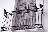 鸽子栖息在普埃布拉华丽的铁阳台上，展现了城市的建筑与鸟类生活