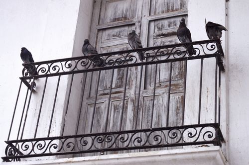 Free Pigeons perched on an ornate iron balcony in Puebla, showcasing urban architecture and avian life. Stock Photo