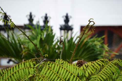 Focusfotografie Van Groene Varenplant