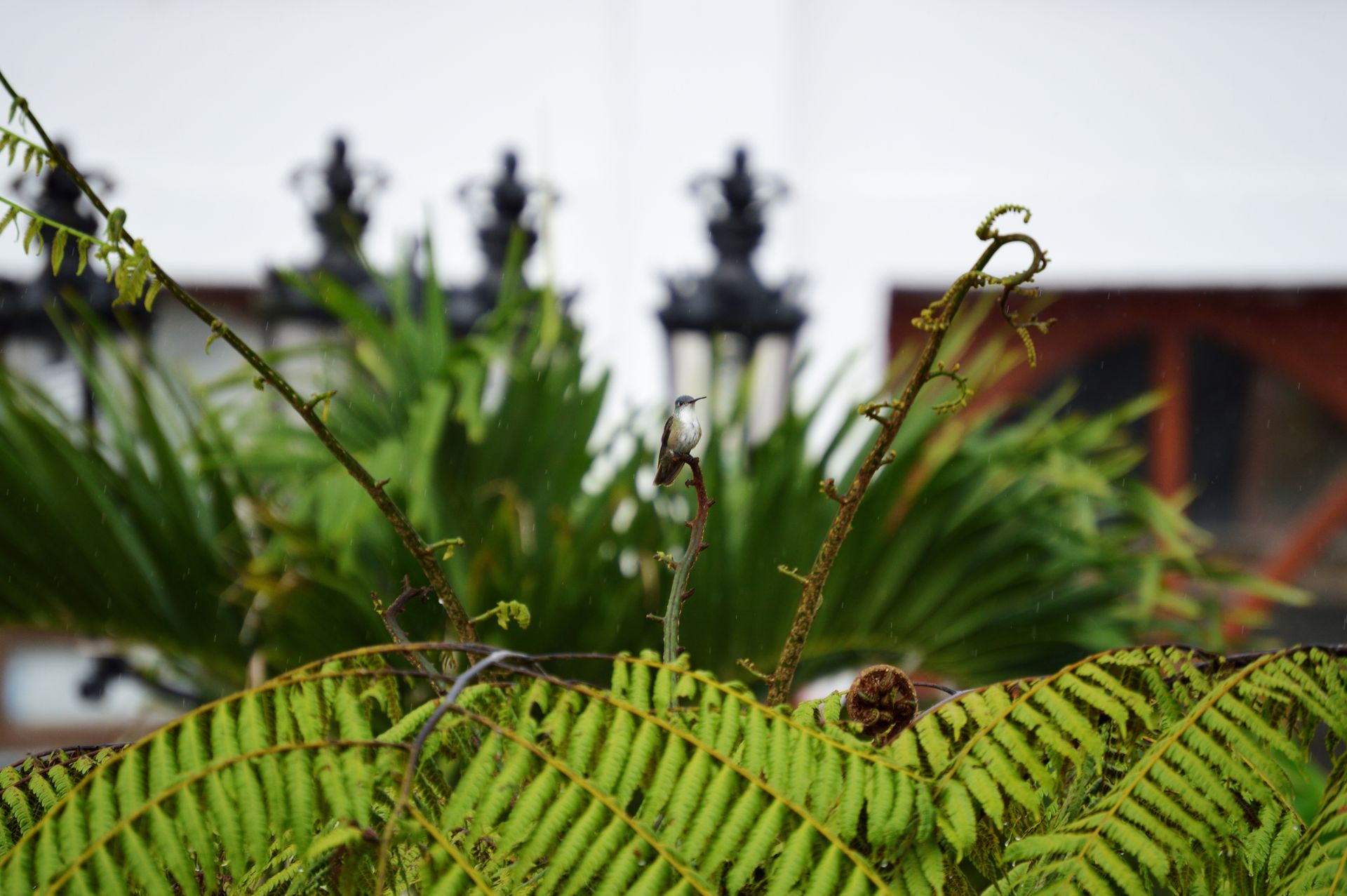 Tiny hummingbird perched on a fern amidst a tropical garden setting in Puebla, Mexico.