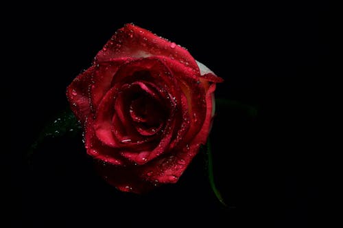 Free Red Rose Stock Photo