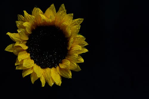 Fotografía De Girasol