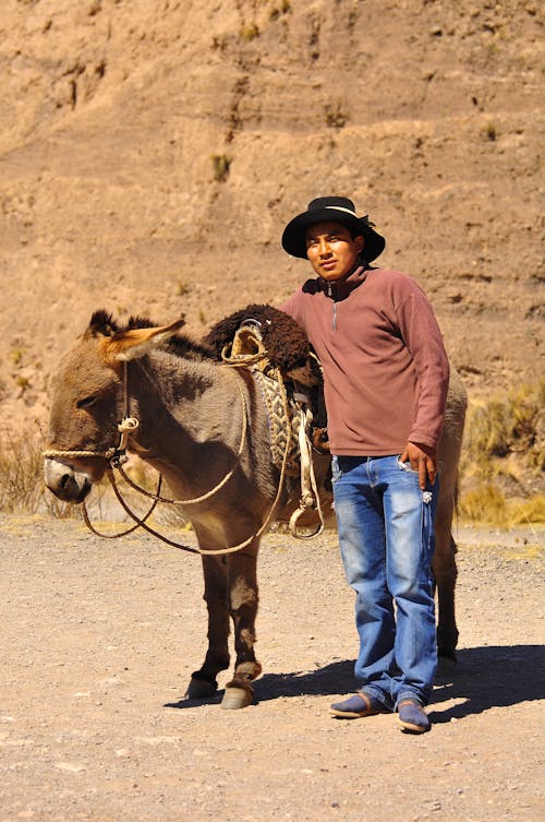 Foto profissional grátis de animal, asno, chapéu