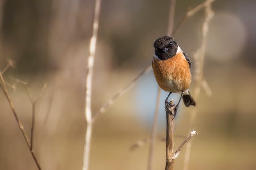 Ücretsiz Gündüzleri Twig'de Brown Black Bird Stok Fotoğraflar