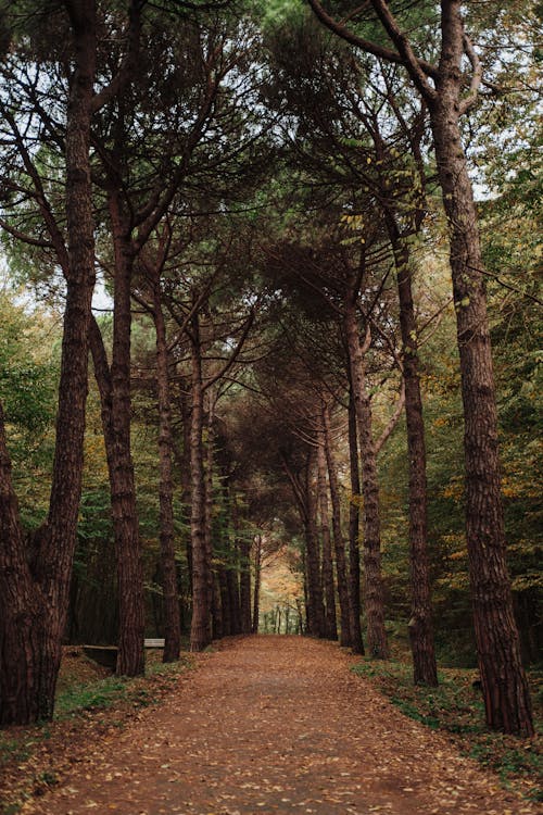 Pathway in Between Trees · Free Stock Photo
