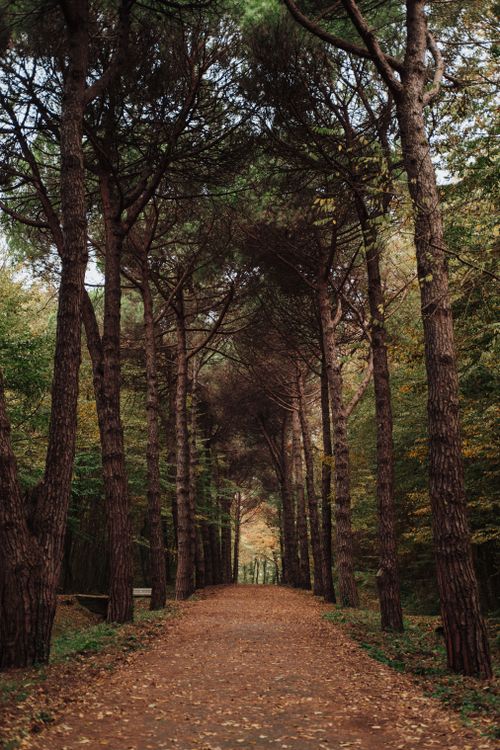 Free Serene forest pathway with towering trees and a blanket of fallen leaves in autumn. Stock Photo