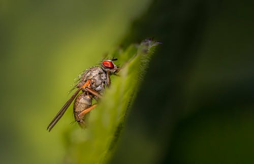 Close-up of a Fly Sitting on a Leaf 