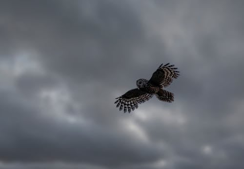 乌拉尔猫头鹰, 猛禽, 羽毛 的 免费素材图片