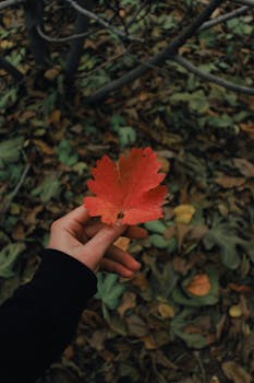 A close-up of a hand holding a bright red maple leaf with a forest ground background.
