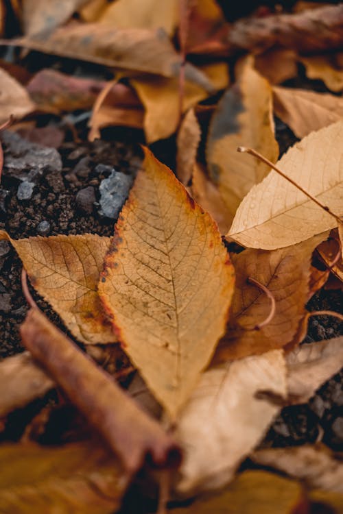 Dried Leaves · Free Stock Photo