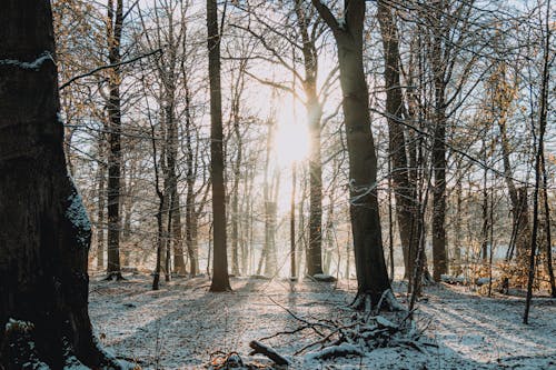 Fotobanka s bezplatnými fotkami na tému bezlistý, chladné počasie, holé stromy