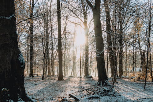 Leafless Trees on Snow Covered Ground