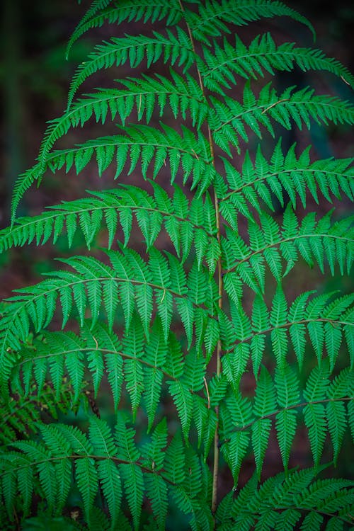 Fern Plant in Close Up Photography