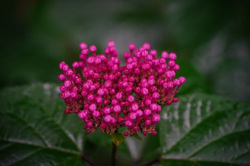 Kostnadsfri bild av blad, blommor, delikat