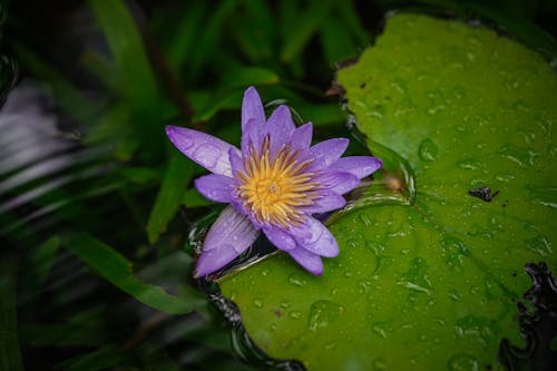 꽃잎, 빗방울, 섬세한의 무료 스톡 사진