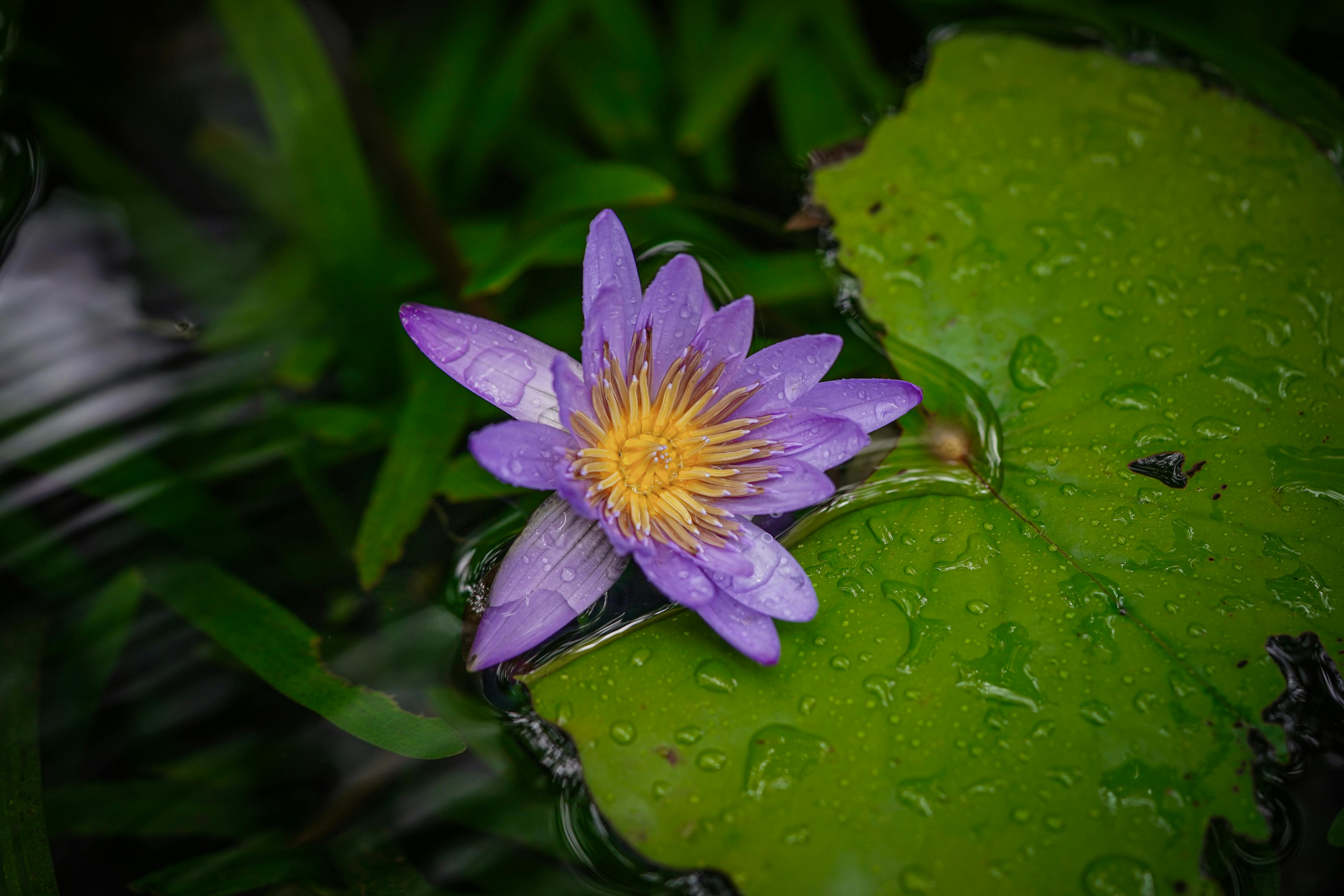 Mandar Flower Photos, Download The BEST Free Mandar Flower Stock Photos