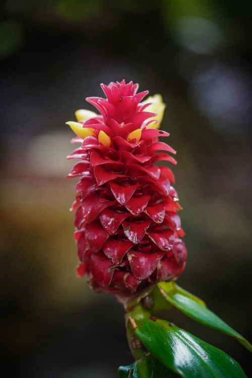 Free Close-up of a vibrant red spiral ginger flower blooming outdoors, displaying unique texture. Stock Photo