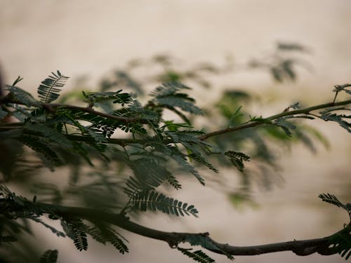 Close-up of Green Leaves on Branches