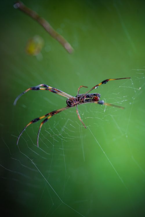 Free Macro shot of Trichonephila clavata spider on delicate web, set against a vibrant green backdrop. Stock Photo