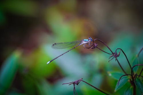 Free Dragonfly Sitting on Dry Flower Stem Stock Photo