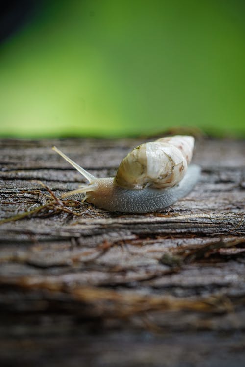 Kostnadsfria Kostnadsfri bild av blötdjur, djur, gastropod Stock foto