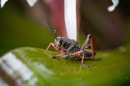 Beetle on Leaf